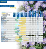 aksamitka-goldzwerg-8808-stan-nowy