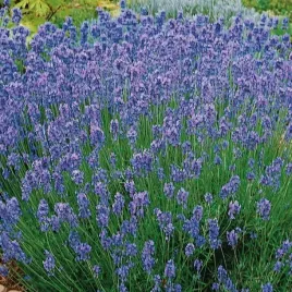 lawenda-waskolistna-8758