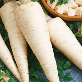 pietruszka-korzenna-zentra-8551-st