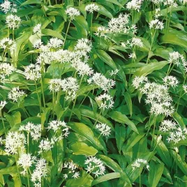 czosnek-niedzwiedzi-8486-st