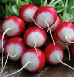 rzodkiewka-poloneza-8439-st