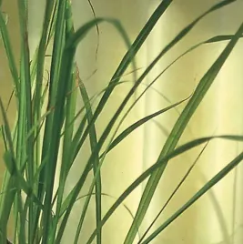 trawa-cytynowa-east-indian-8591