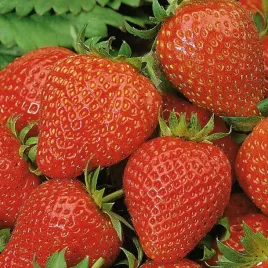 truskawka-elan-8156-st