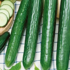 ogorek-saladin-8181-st