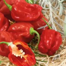 papryka-habanero-czerwona-8241-st