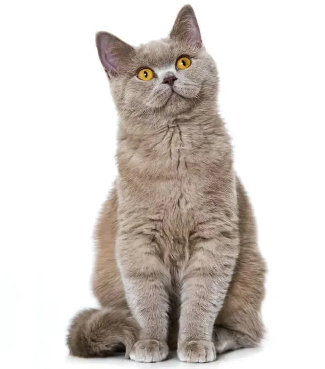 feliway-classic-feromony-wklad-48ml