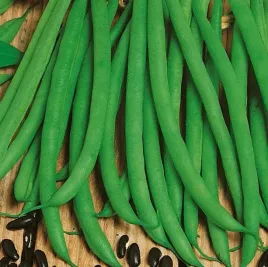 fasola-negra-odporna-8021-st