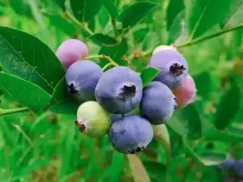 borowka-amerykanska-legacy-pozna-odmiana-aromatyczna-sadzonki-3-letnie-c2