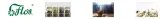 flos-herbata-zielona-100g-waga-100-g