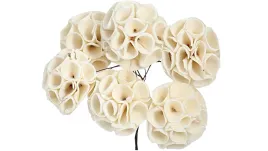 lotos-shola-sola-szola-na-drucie-naturalne-kwiaty-na-stroik-sr-6cm-6szt