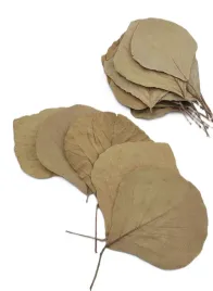 liscie-w-ksztalcie-serca-cobra-leaves-naturalne-kompozycja-12-15-cm-24-szt