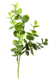 galazka-eukaliptusa-eukaliptus-na-drucie-wielkanoc-22cm-1sztuka-fb08