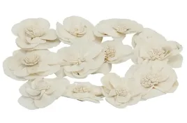 shola-potea-szola-susz-egzotyczny-sr-4cm-12szt