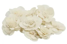 shola-potea-szola-susz-egzotyczny-sr-5cm-12szt