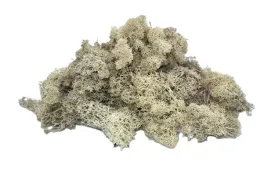 mech-chrobotek-reniferowy-wypelniacz-naturalny-premium-20g-kolor-bialy