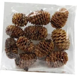 susz-afrykanski-szyszki-sabulosum-naturalne-25-35mm-100gram-ok-12-13szt