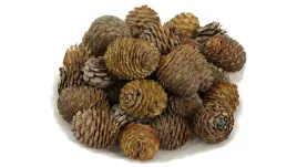 susz-afrykanski-szyszki-muirii-3-4cm-250g-ok-40-szt-szyszki-do-stroika