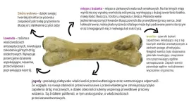 syta-micha-kosc-do-zucia-dla-psa-na-uspokojenie-135-cm
