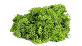 chrobotek-reniferowy-mech-naturalny-barwiony-wypelniacz-200g