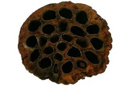 x1-duzy-suszony-owoc-lotosu-lotos-na-stroik-dekoracja-ozdoba-sr-8-10cm