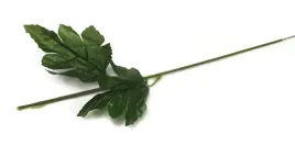 gruba-lodyga-chryzantemy-z-listkami-60-cm-lodchryz