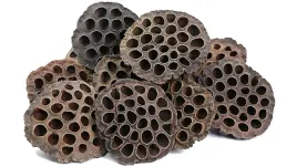 duzy-suszony-owoc-lotosu-lotos-do-dekoracji-na-stroik-ozdoba-6-8cm-12szt