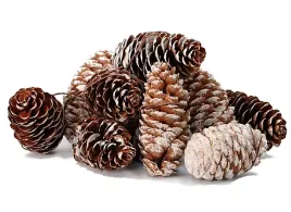 szyszki-szyszka-sosnowa-osniezona-na-drucie-swieta-stroik-ok-6-9cm-12sztuk