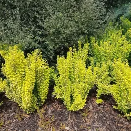 berberys-maria-zlota-kolumnowa-forma