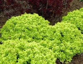 berberys-tiny-gold-zlota-minaturowa-kulka