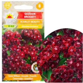 gozdzik-brodaty-scarlet-beauty-nasiona-05-kwiaty-bordowe-ogrodowe