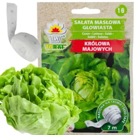 salata-maslowa-glowiasta-krolowa-majowych-tasma-nasienna-6m-nasiona-salaty