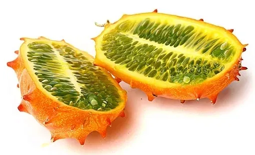 kiwano-02-g-legutko-cykl-rozwojowy-rosliny-jednoroczna
