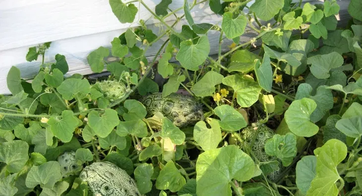 kiwano-02-g-legutko-kod-producenta-5903837443505