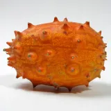 kiwano-02-g-legutko-rodzaj-rosliny-inny-cykl-rozwojowy-rosliny-jednoroczna