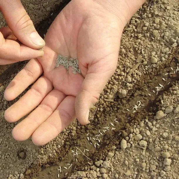 kiwano-02-g-legutko-rodzaj-rosliny-inny-stan-nowy