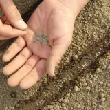 kiwano-02-g-legutko-rodzaj-rosliny-inny-stan-nowy