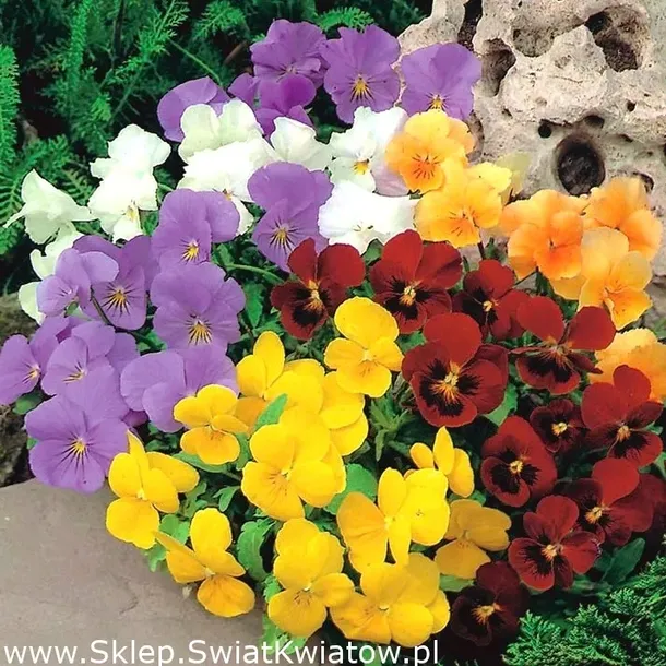 fiolek-rogaty-mix-05-g-legutko-marka-w-legutko