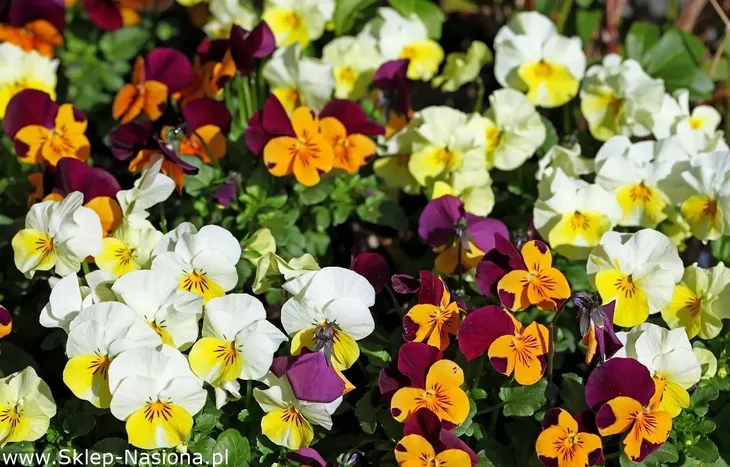 fiolek-rogaty-mix-05-g-legutko-cechy-charakterystyczne-lubiace-cien-lubiace-slonce
