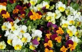 fiolek-rogaty-mix-05-g-legutko-cechy-charakterystyczne-lubiace-cien-lubiace-slonce