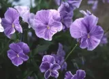 fiolek-rogaty-mix-05-g-legutko-nazwa-lacinska-viola-cornuta