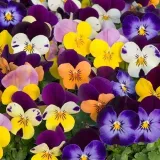 fiolek-rogaty-mix-05-g-legutko-rodzaj-rosliny-inny-styl-ogrod-skalny-ogrod-wiejski