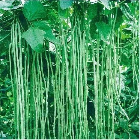 fasolnik-chinski-5-g-legutko-marka-w-legutko