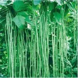 fasolnik-chinski-5-g-legutko-marka-w-legutko