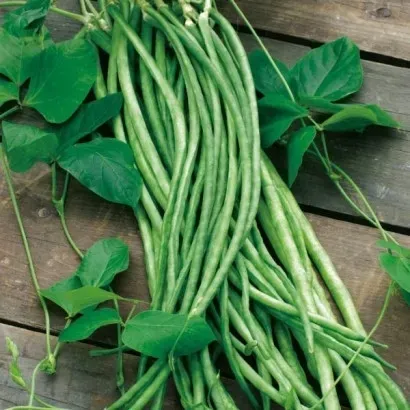 fasolnik-chinski-5-g-legutko-nazwa-lacinska-phaseolus-vulgaris