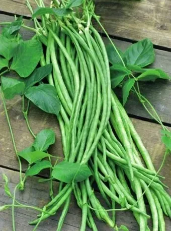 fasolnik-chinski-5-g-legutko-waga-5-g