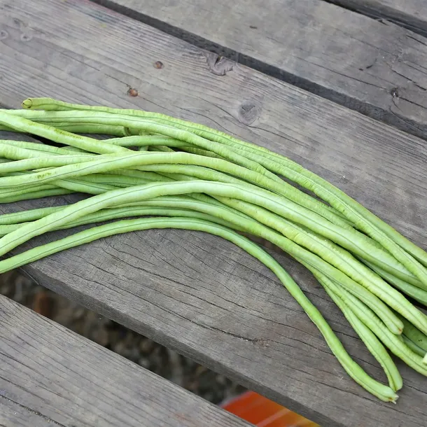 fasolnik-chinski-5-g-legutko-rodzaj-rosliny-inny-stan-nowy