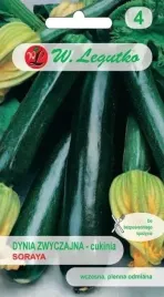 dynia-zwykla-soraya-2-g-legutko