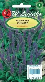 przetacznik-klosowy-niebieski-01-g-legutko