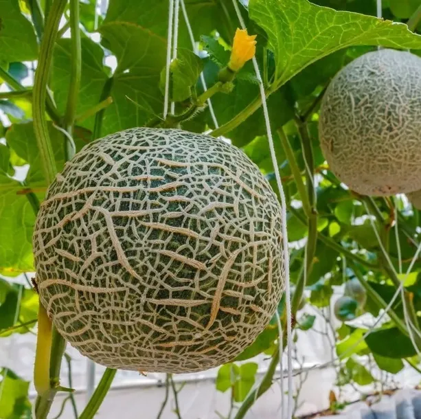 melon-emir-f1-1-g-legutko-odmiana-inna