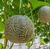 melon-emir-f1-1-g-legutko-odmiana-inna